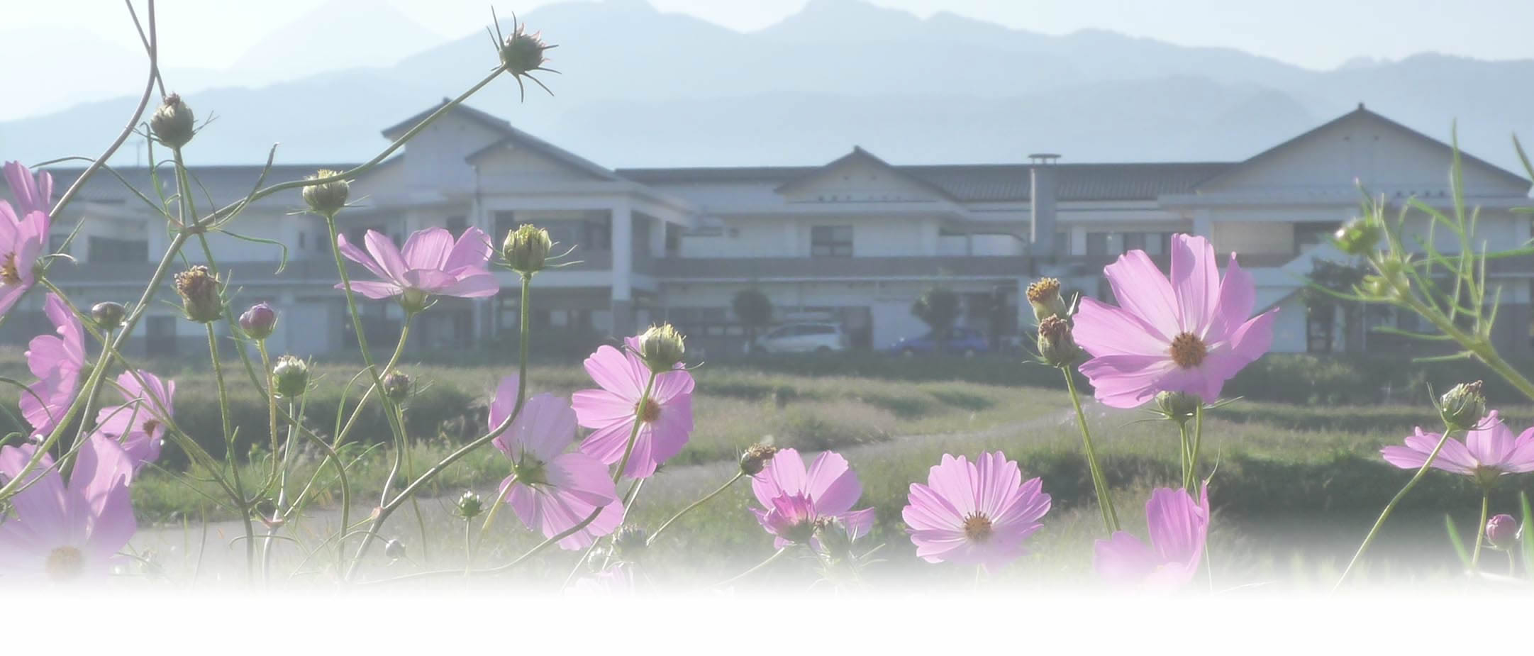 施設周辺の庭に咲くコスモスと建物外観