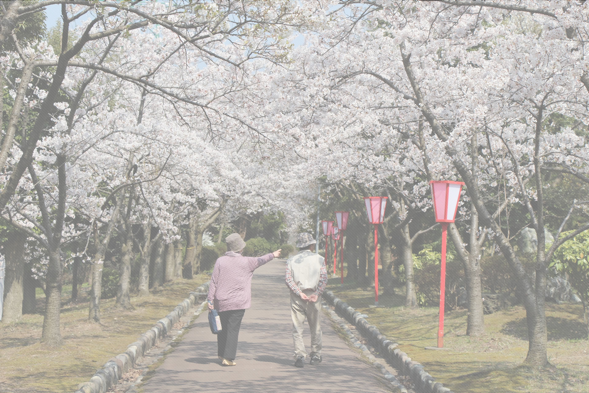 桜並木の遊歩道を歩く入居者。施設周辺の季節風景。